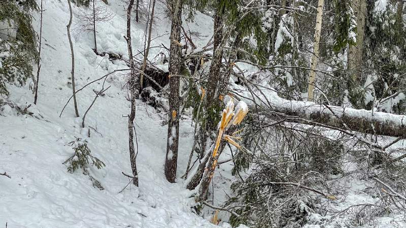 Rather powerful to see massive trees completely uprooted and broken like matches.